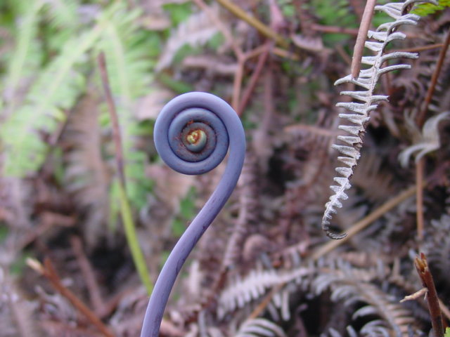 Hawaiian fern; spiral