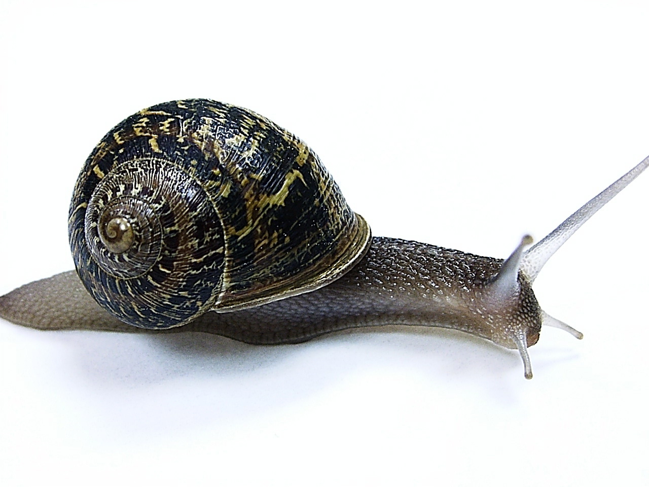 garden snail