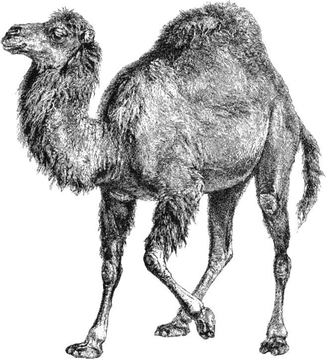 perl camel 49883