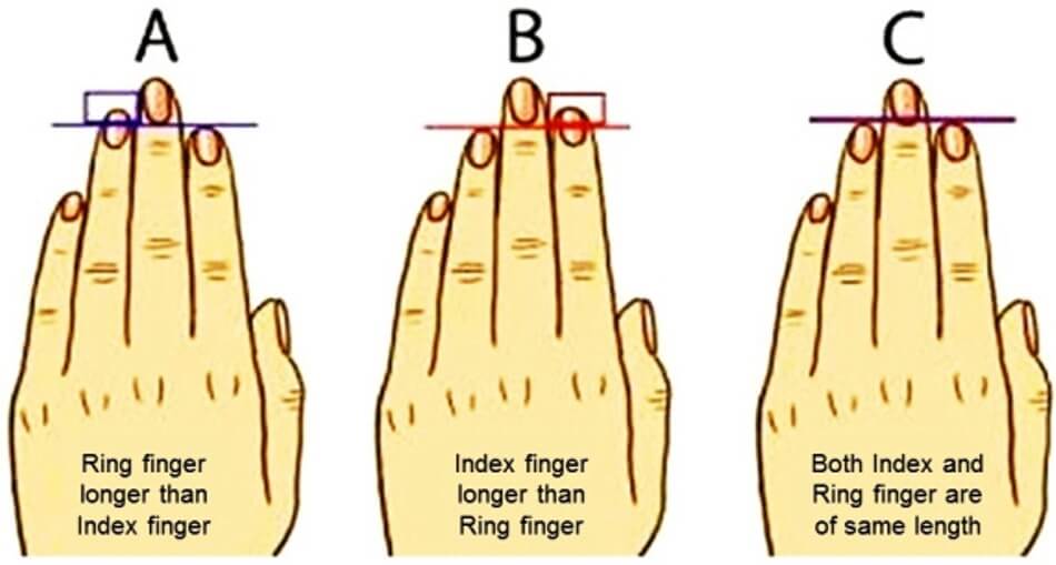 finger length index vs ring 80171