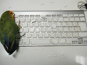 parrot picking keys off keyboard-s289x217
